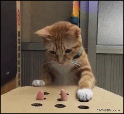 CAT-GIF-Funny-Cat-playing-Wack-amole-with-human-finger